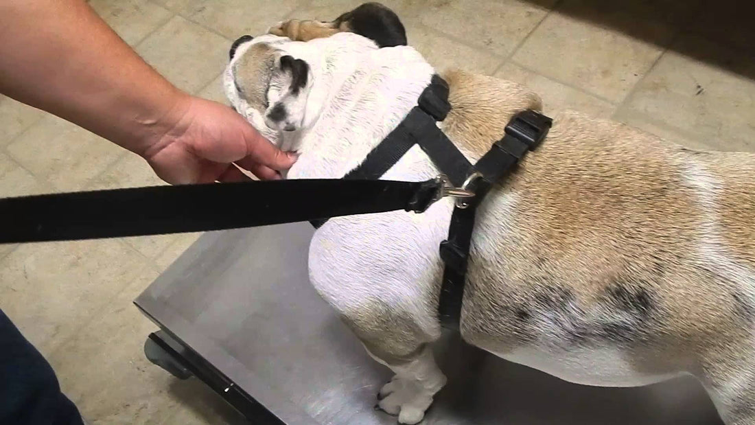 Does Your English Bulldog Suffer From Flank Alopecia?