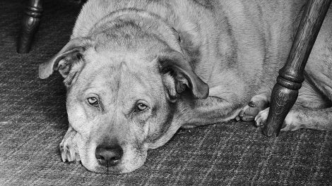 Good News! Judge Has Temporarily Suspended Montreal Pit Bull Ban