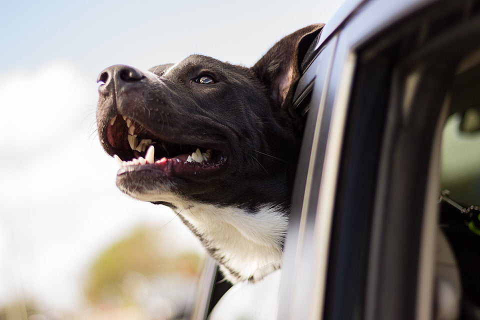 Why Do Dogs Stick Their Heads Outside Car Windows?