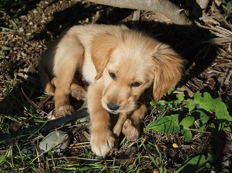 After 90 Illnesses And 15 Deaths, FDA Is Now Warning Pet Parents About Dog Bone Treats