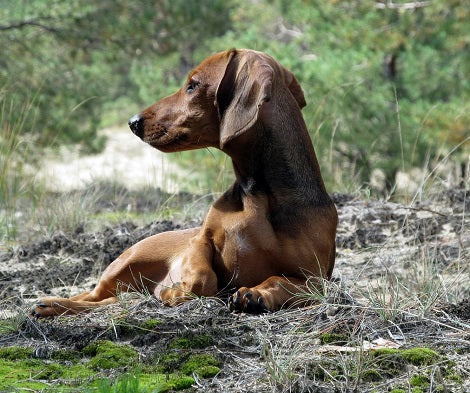 5 Reasons Your Dog Gets A Serious Case Of The Zoomies After A Bath!