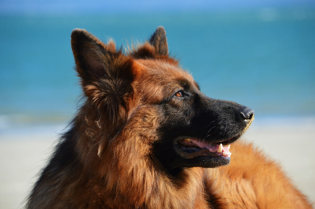 5 Ways To Give A German Shepherd The Most Fulfilling Life Ever