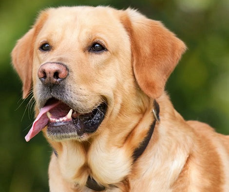 5 Myths About Your Dog's Mouth That Will Leave You Speechless