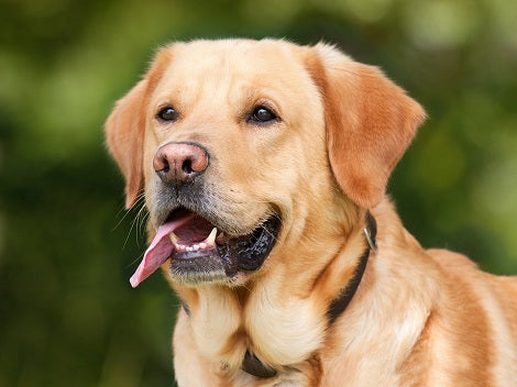 Is A Dog's Mouth Really Cleaner Than A Human's Mouth? You're Not Going To Believe This.
