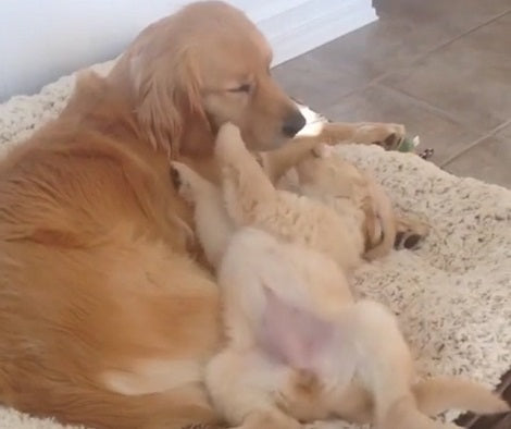 They Couldn't Find Their Golden Retriever Anywhere. Then When They Entered This Room? Awww!