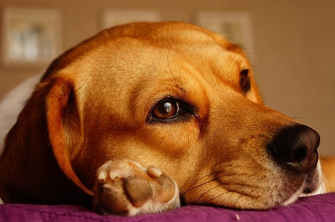 How Can You Give Your Pup The Best Without Breaking The Bank?