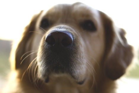 Does A Dry Dog Nose Mean My Dog Is Sick?