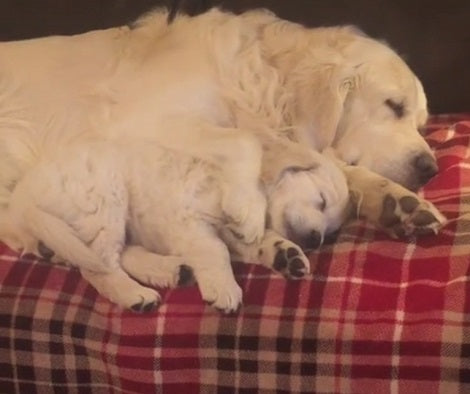 When You See These Golden Retriever Pups Cuddling Each Other During A Nap? Awww!
