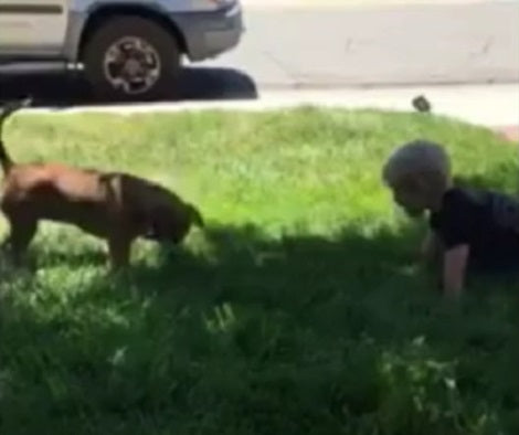 When You See What This Beagle Pup Is Doing Outside? This Is Incredible!