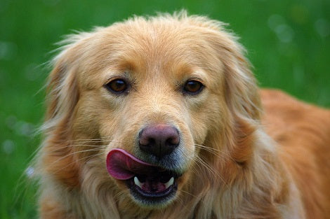 Pet Parent Nearly Dies After Her Dog Licks Her In Her Face