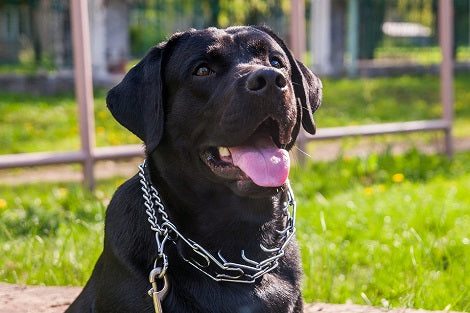 How To Do A Physical Exam Like A Vet - Part 2