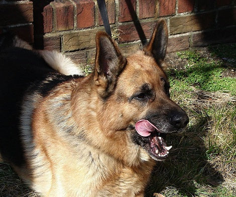 Here's What You Should Do If Your Dog Guards His Food During Feeding Time