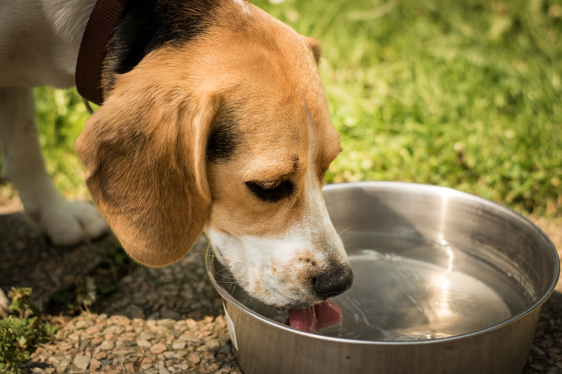 Should You Be Concerned If Your Dog Is Drinking Too Much Water?