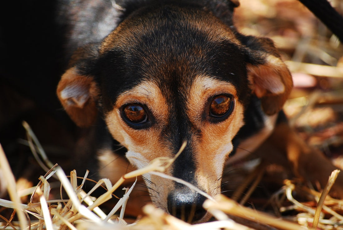 Understanding and Managing Anxiety in Dogs