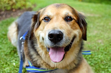 5 Ways Dogs Have Taught Us To Take The Perfect Selfie!