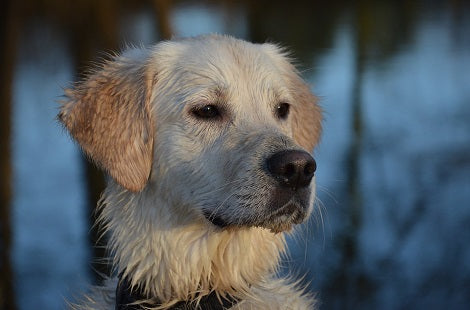 What To Do When Your Pup Starts To Throw Up
