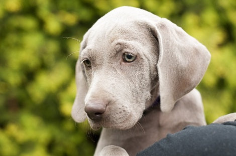 A New Study Has Revealed That Pups Prefer Love Over Treats!