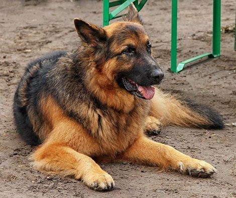 10 Tips To Help You Exercise Your Senior Dog