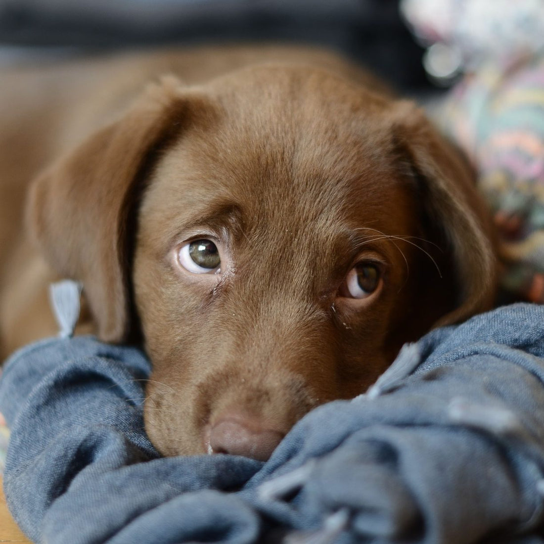 Here's What You Need To Know If Your Dogs Struggle With Upset Stomachs