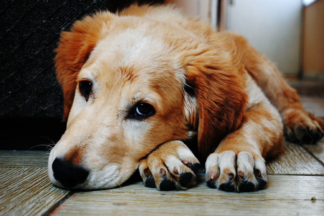 What to Do When Your Dog Has Diarrhoea