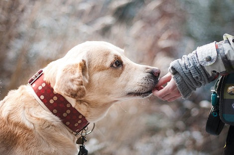 Do You Know Why Your Dog Kicks Right After He's Done Pooping? Find Out!