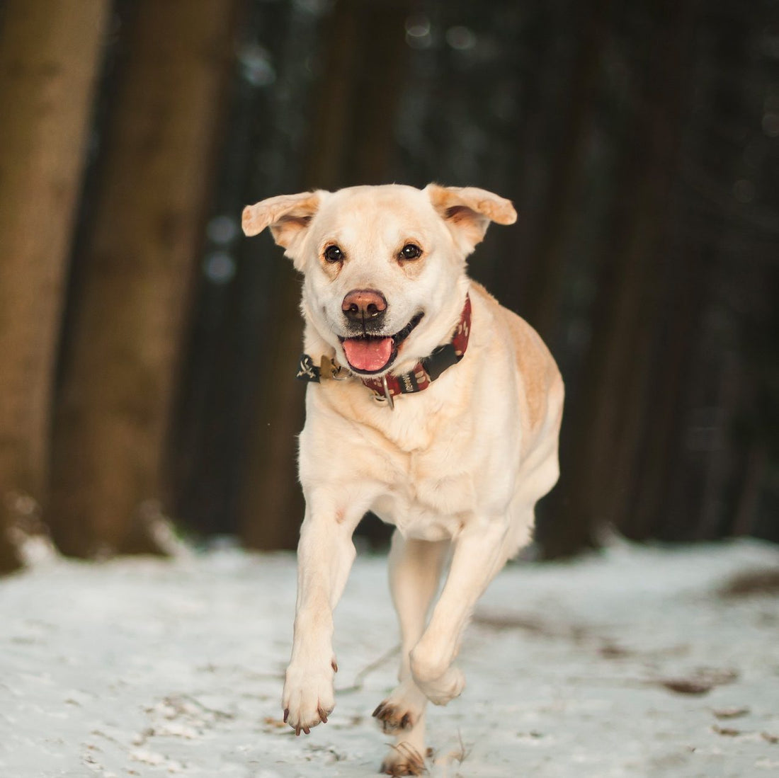 Experts Reveal That Dogs Never Forget Your Love And Generosity Towards Them!