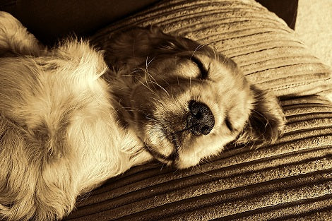 Research Concludes Sleeping With Your Pup Is Good For You!