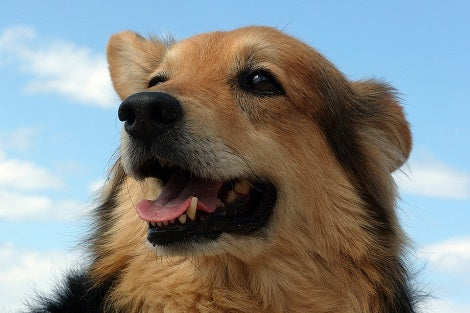 How To Dog-Proof Your Kitchen To Avoid Any Unwanted Accidents