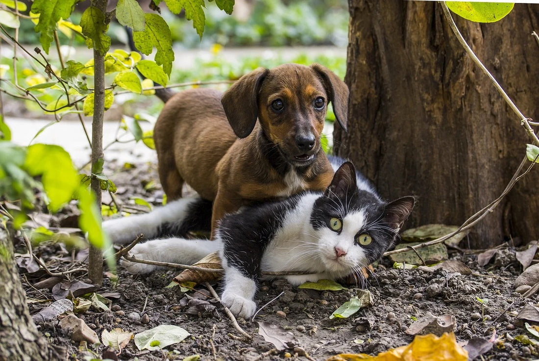 On A Serious Note, Why Do Dogs Chase Cats?