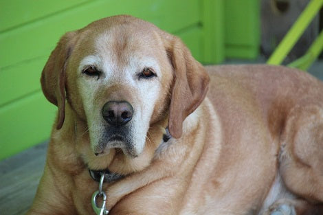 Here Are 9 Tips To Ensure Your Senior Pup Makes The Most Out Of His Golden Years!