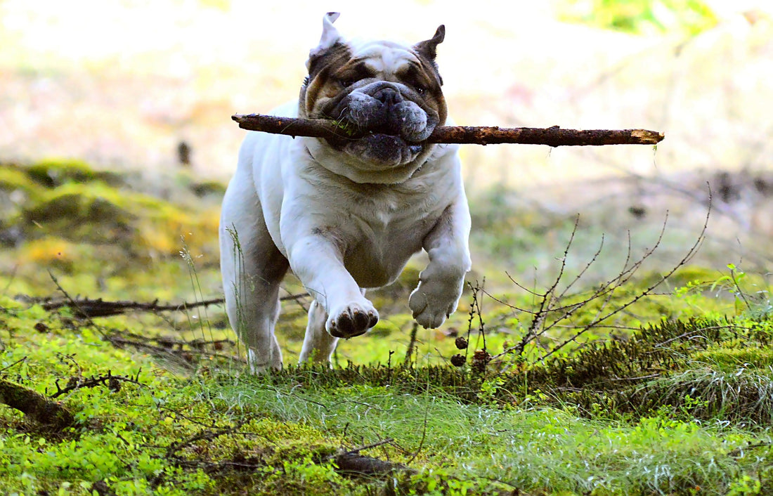 4 Best Games To Play With A Bulldog