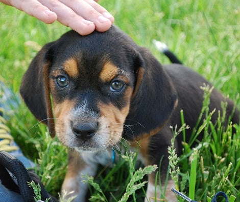 20 Easy Ways To Potty Train Your Puppy!
