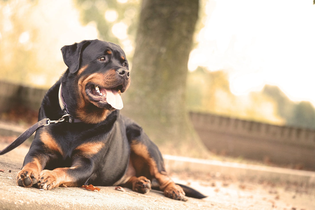 Abandoned Dog Found Tied To A Tree With A Note Attached To Collar Blaming COVID-19