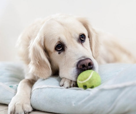 These 5 Things Will Crush Your Dog's Spirit Without You Realizing It