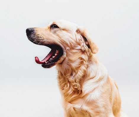 Here's What It Means When Your Dog Yawns Too Much (Part 1)