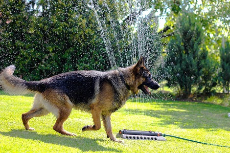Is There A Way We Could Help Our Pups Live Longer?