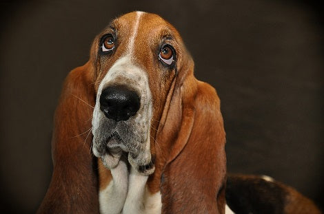 Here's What You Need To Know About Droopy Eye In Pups