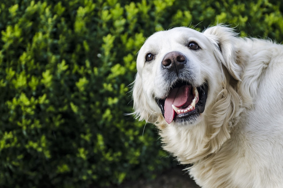 Golden Retriever Knows How To Say: “I Am Sorry!”