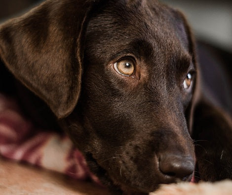 Does Your Dog Have A Sensitive Stomach? Here's How To Deal With Digestive Problems