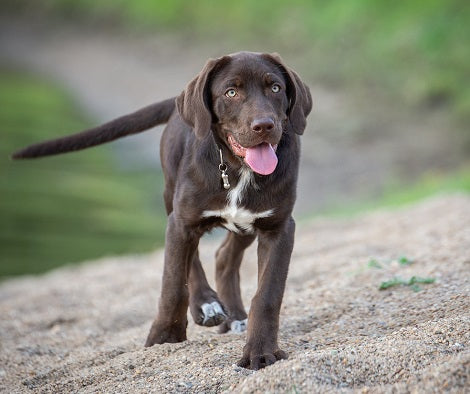 7 Things To Keep In Mind Before Taking Your Dog To A Dog Park
