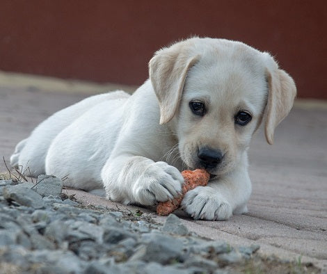 5 Strange Eating Habits Your Dogs Show And What They Mean