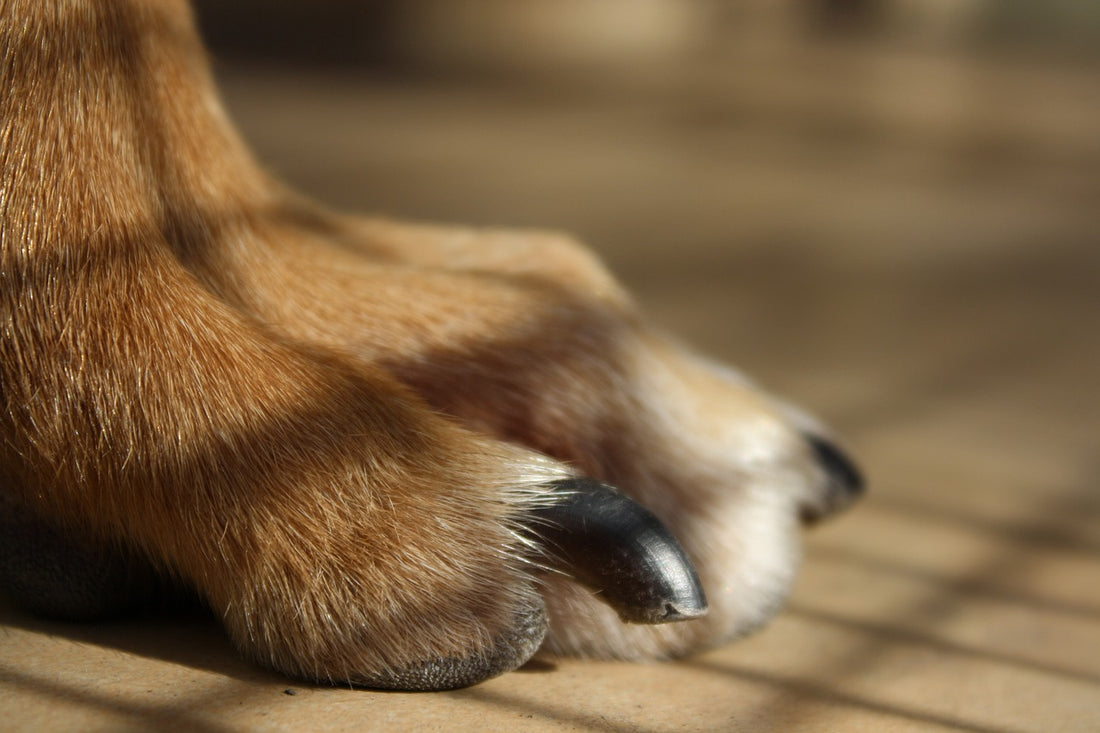 Quick Tips On How To Trim Your Dog’s Nails