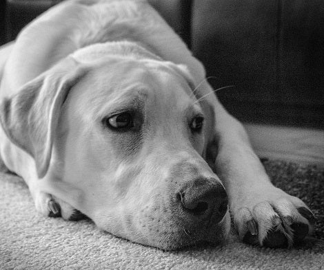 Abandoning Dogs Isn't The Only For Of Dog Abuse - Here Are 4 More You Need To Know About