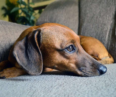 7 Ways To Help Your Dog Settle Down During Fireworks