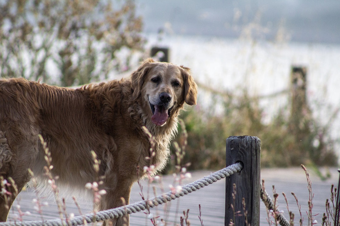 How To Plan A Dog's Memorial Service