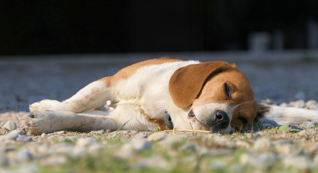 10 Severe Symptoms You Should Never Ignore on Your Dog
