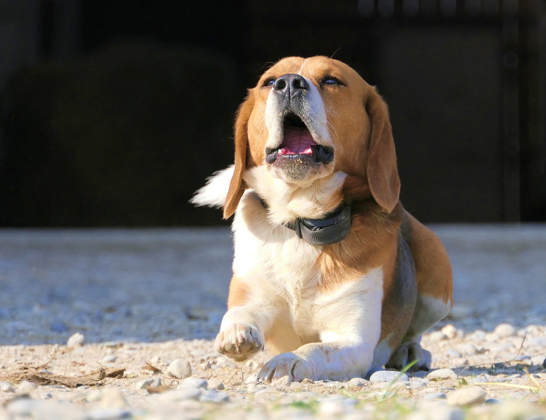 Yes, Dogs Can Predict The Weather, But Not In The Way You Think!