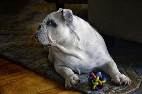 5 Simple Tips To Help Your Pup Beat That Itch!