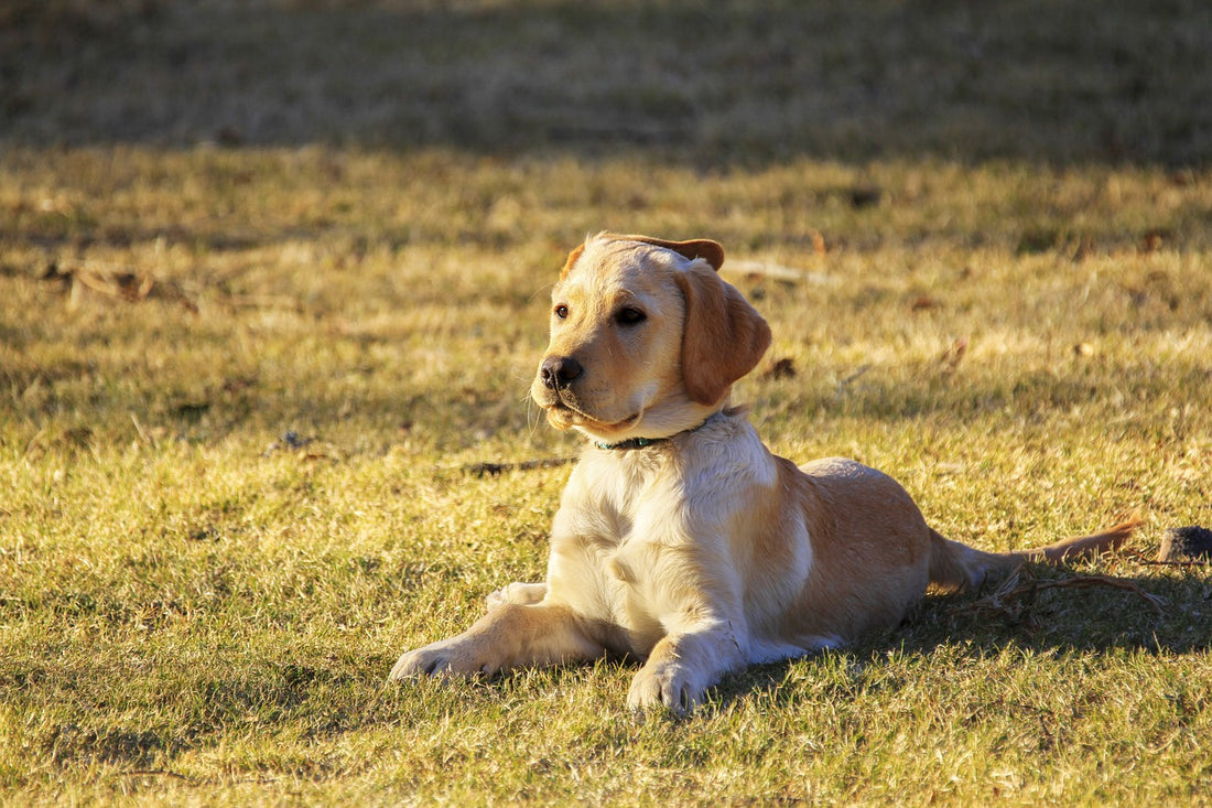 When It's Hot Outside, Keep Your Dogs Inside