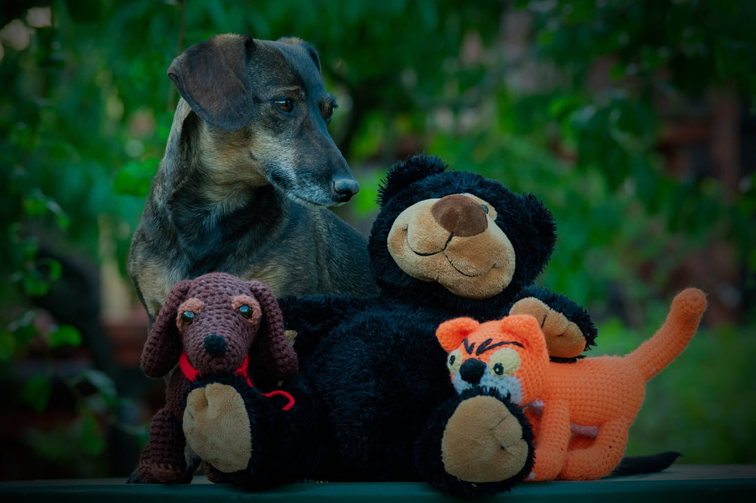 Do Dogs Enjoy Playing With Stuffed Toys?